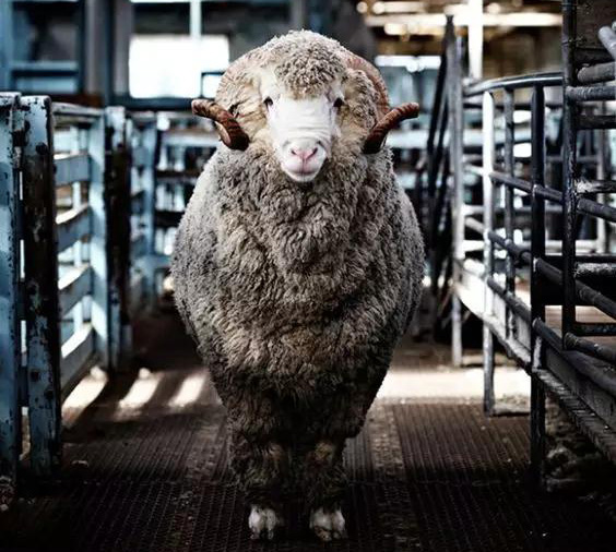羊绒产业触网裂变